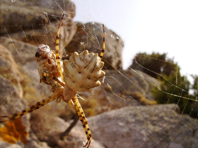 Argiope lobata